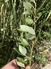 Rubus serissimus