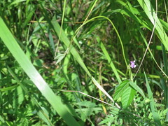 Glycine max soja