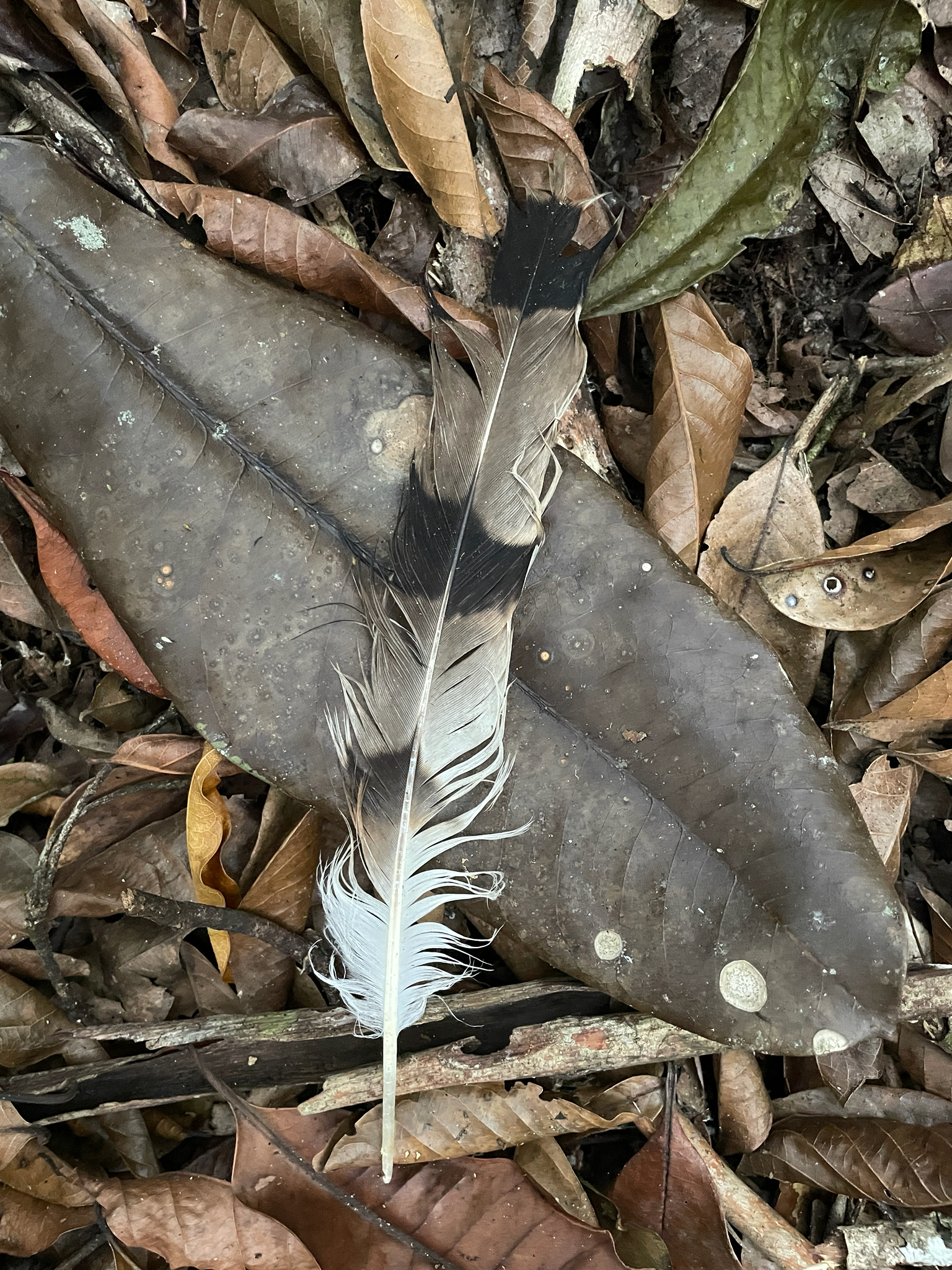 White-collared Kite (Leptodon forbesi), photo 1