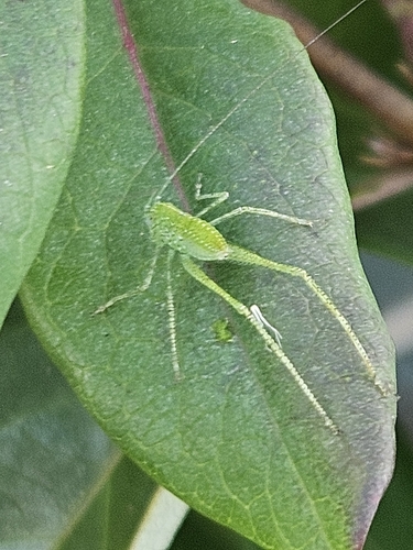 Greater angle-wing katydid