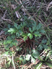 Trachymene composita