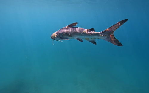 Guri sea catfish (Genidens genidens) — Ariidae