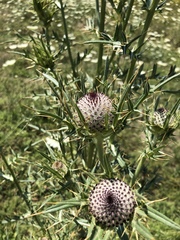Cirsium