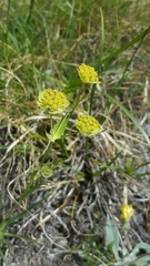 Bupleurum stellatum
