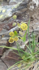 Bupleurum stellatum