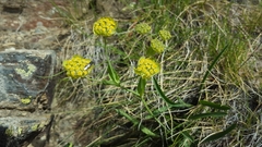 Bupleurum stellatum