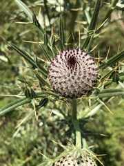 Cirsium