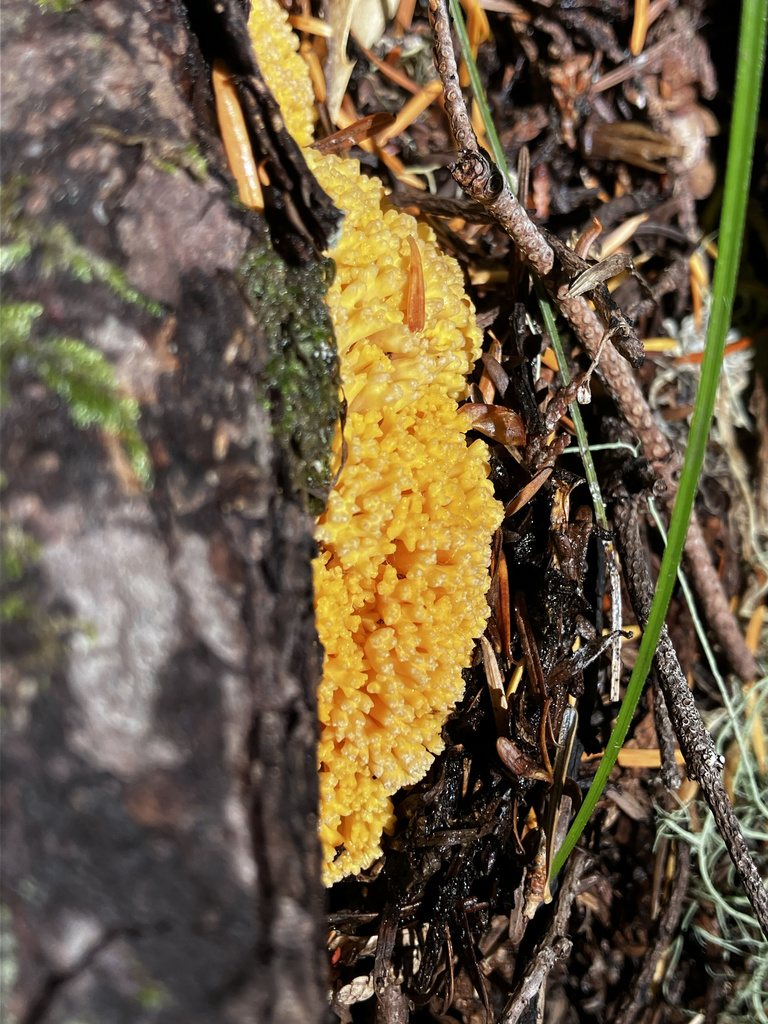 Pictures Of Government Camp