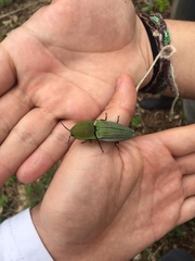 Chalcolepidius virens