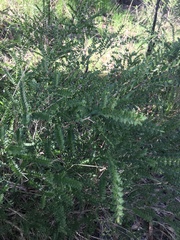 Melaleuca squarrosa