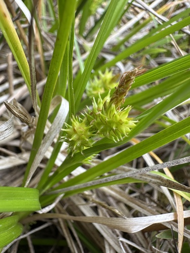 Image of Carex sagei by (c) Matt Berger, some rights reserved (CC BY)