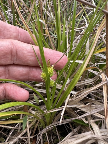 Image of Carex sagei by (c) Matt Berger, some rights reserved (CC BY)