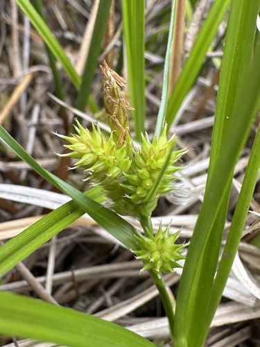 Image of Carex sagei by (c) Matt Berger, some rights reserved (CC BY)