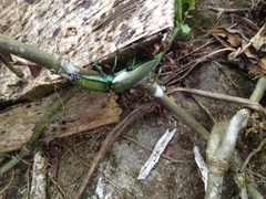 Chalcolepidius virens