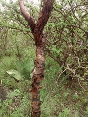 Bursera galeottiana