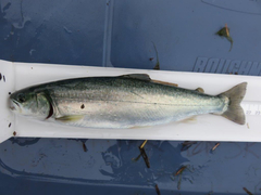 Salvelinus malma