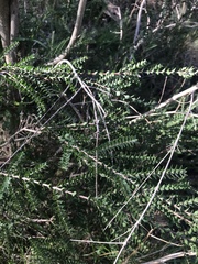 Melaleuca squarrosa