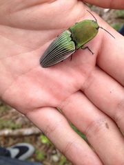 Chalcolepidius virens