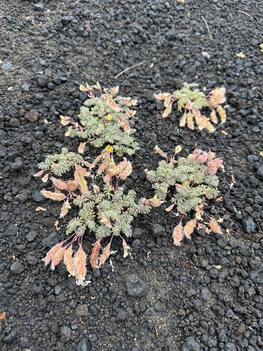Adesmia longipes, photograph 4