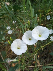 Convolvulus arvensis
