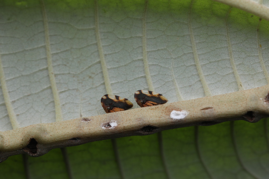 Membracis micaniaae