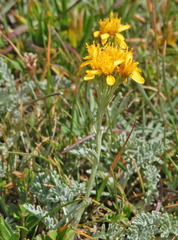 Jacobaea incana