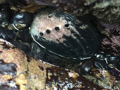 Haliotis cracherodii