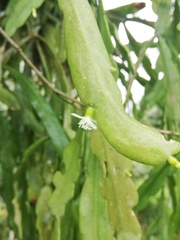 Rhipsalis micrantha