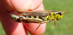 Melanoplus borealis