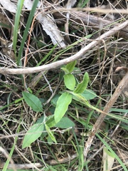 Billardiera scandens
