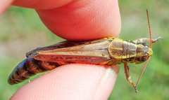 Melanoplus borealis