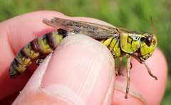 Melanoplus borealis