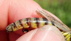Melanoplus borealis