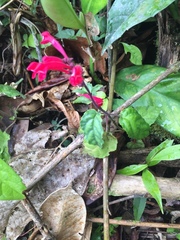 Scutellaria coccinea