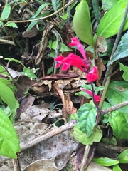 Scutellaria coccinea