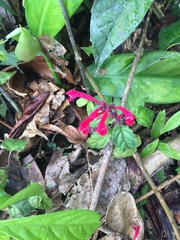 Scutellaria coccinea