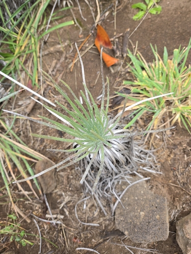 Argyroxiphium kauense observed 2025-01-24