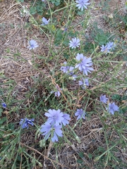 Cichorium intybus
