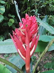 Musa coccinea