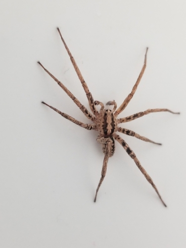 Leptoctenus byrrhus photo 2