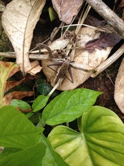 Eneoptera surinamensis