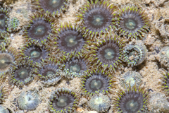 Zoanthus sansibaricus