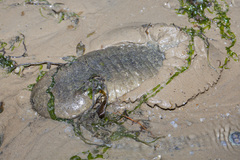 Holothuria scabra