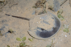 Tachypleus gigas