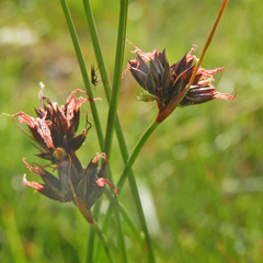Juncus jacquinii