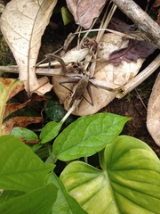 Eneoptera surinamensis