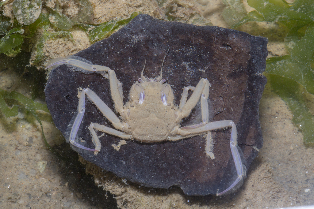Leaf-porter crab