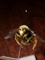 Svastra obliqua expurgata