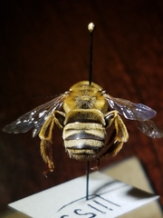 Svastra obliqua expurgata