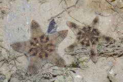 Goniodiscaster scaber